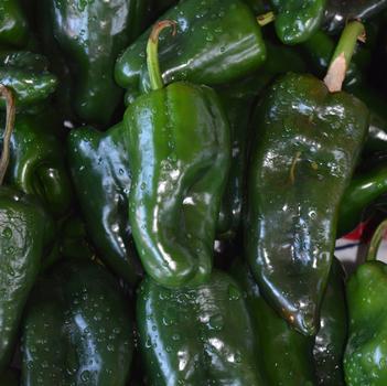 Capsicum annuum 'Poblano'