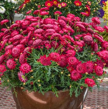 Argyranthemum frutescens Madeira™ 'Crested Merlot'