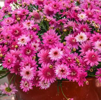 Argyranthemum frutescens Madiera™ 'Crested Hot Pink'