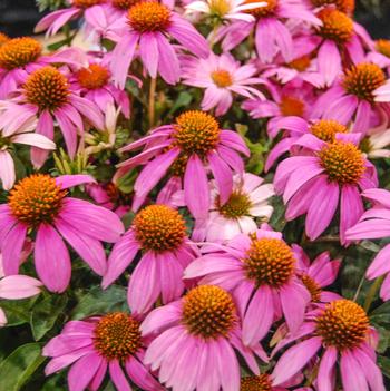 Echinacea 'Crazy Pink™'