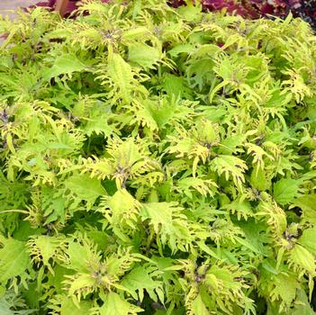 Coleus Under The Sea™ 'Gold Anemone'