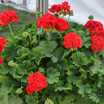 Pelargonium 'Cumbanita Deep Rose'