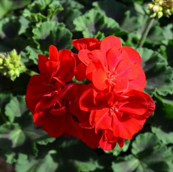 Pelargonium x hortorum 'Savannah Really Red'
