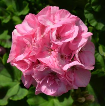 Pelargonium x hortorum 'Survivor Baby Face'
