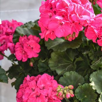 Pelargonium x hortorum 'Savannah Blue'