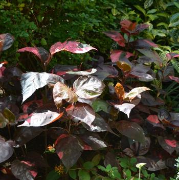 Acalypha wilkesiana