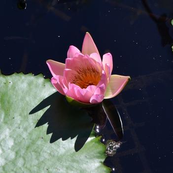 Nymphaea 'Afterglow'