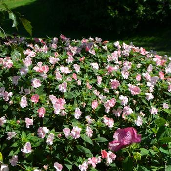 Impatiens SunPatiens®