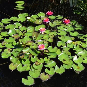 Nymphaea 'Andreana'