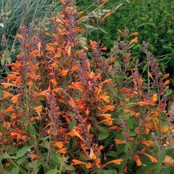 Agastache aurantiaca 'Tango'