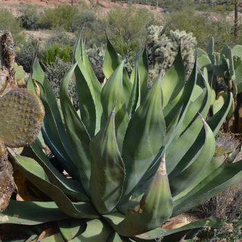Agave salmiana var. ferox 'Maguey de Pulque'