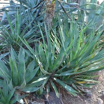 Agave karwinski