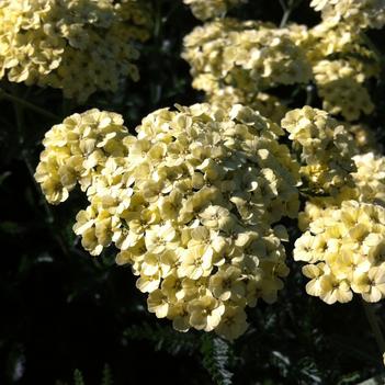 Achillea 'Mary Ann'