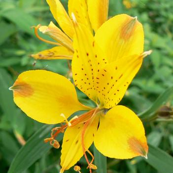 Alstroemeria 'Sweet Laura'