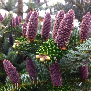Abies koreana 'Silberlocke'