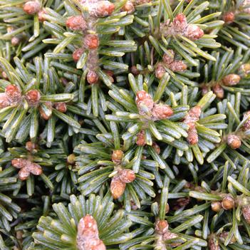 Abies koreana 'Blauer Eskimo'
