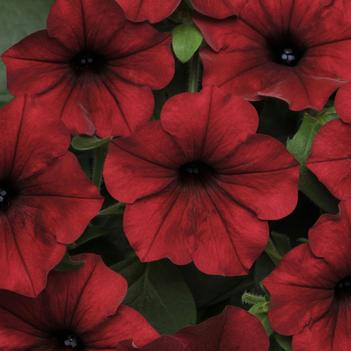 Petunia Tidal Wave®
