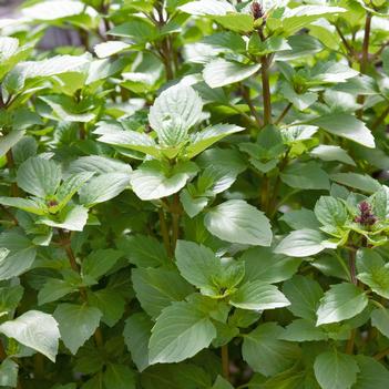 Ocimum basilicum 'Persian'