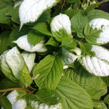 Actinidia kolomikta (male)