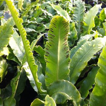 Asplenium scolopendrium