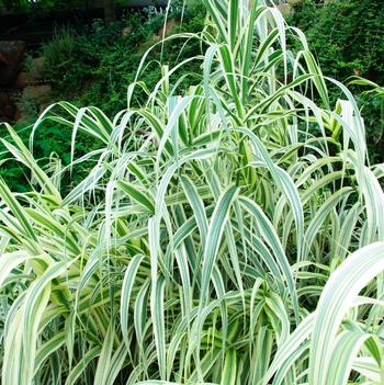 Arundo donax 'Peppermint Stick'