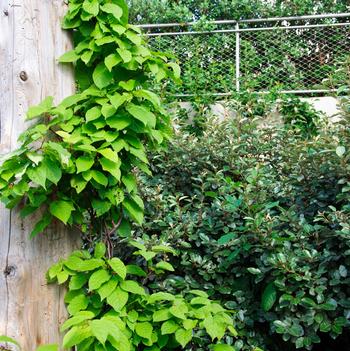 Actinidia arguta 'Dumbarton Oaks'