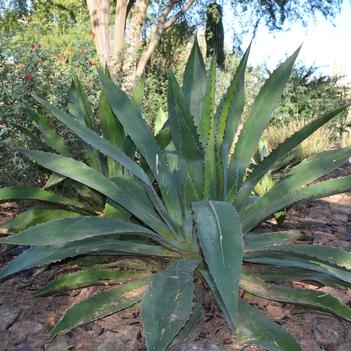 Agave bovicornuta 'Reggae Time'