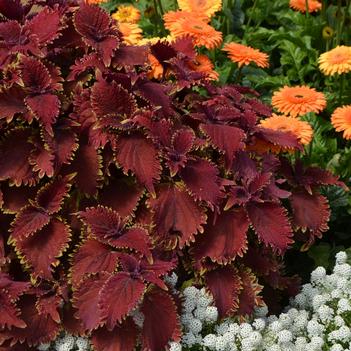 Coleus Under The Sea™ 'King Crab'