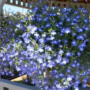 Lobelia Nautica™ 'Aquamarine'
