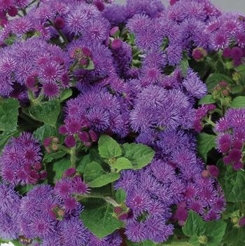 Ageratum houstonianum Artist®