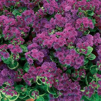 Ageratum houstonianum Artist® 'Purple'