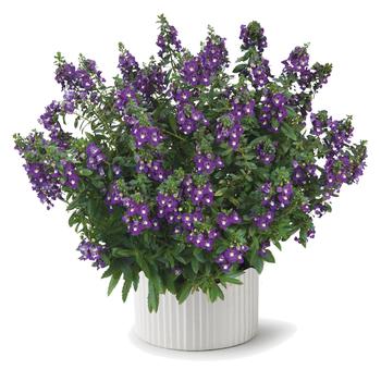 Angelonia angustifolia Alonia™ 'Big Indigo'