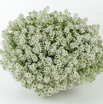 Lobularia 'Silver Stream™'