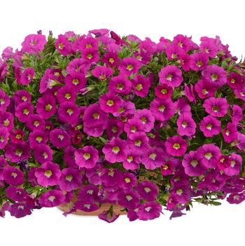 Calibrachoa Noa® 'Dark Pink Carnival'
