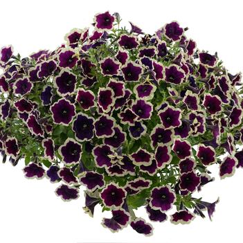 Petunia Cascadias™ 'Rim Magenta'