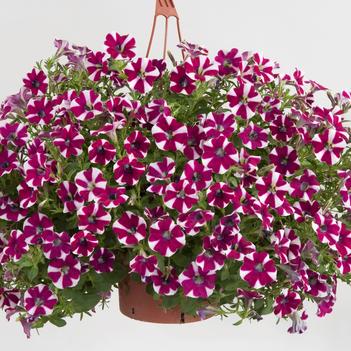 Petunia Cascadias™ 'Bicolor Cabernet'