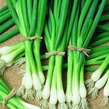 Allium fistulosum 'Warrior'