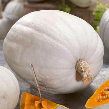 Cucurbita maxima 'Super Moon'