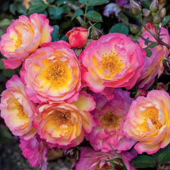 Rosa 'Rainbow Happy Trails'