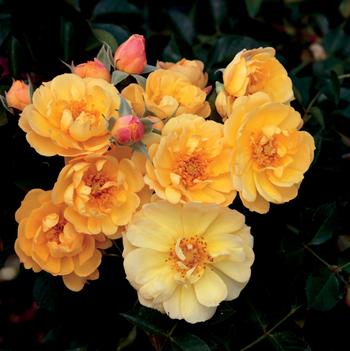 Rosa 'Sunshine Happy Trails™'