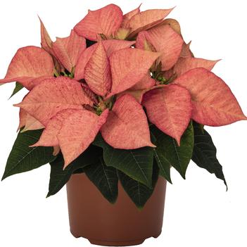 Euphorbia pulcherrima 'Monet Early'