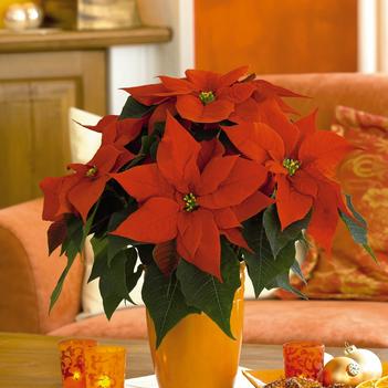 Euphorbia pulcherrima 'Maxima'