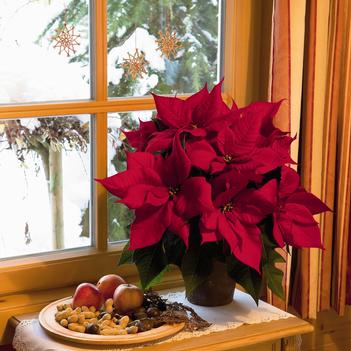 Euphorbia pulcherrima 'Infinity Red'