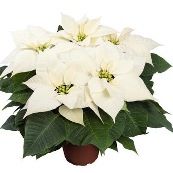 Euphorbia pulcherrima 'Glacé'