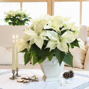 Euphorbia pulcherrima 'Arctic'