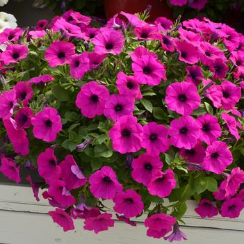 Petunia Cascadias™ 'Passion'
