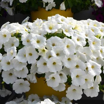 Petunia Cascadias™ 'Iceberg'
