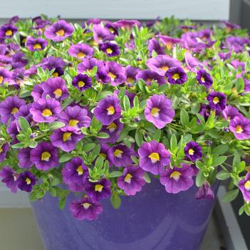 Calibrachoa Colibri™ 'Plum'
