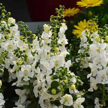 Angelonia angustifolia Alonia™ 'Snowball'