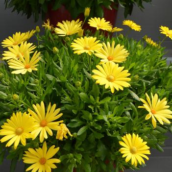 Osteospermum ecklonis Ostica™ 'Glamour'